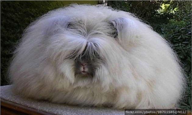 Angora rabbit
