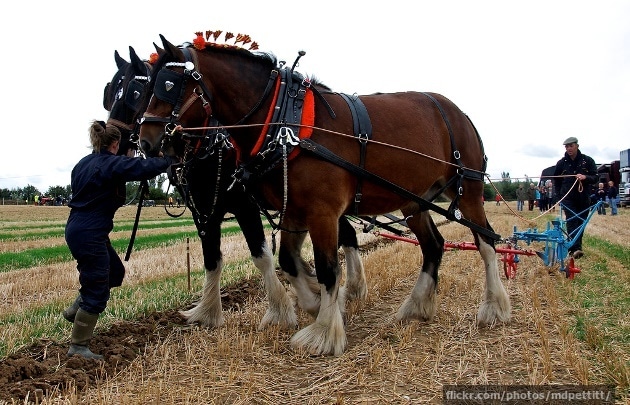 Shire horses ploughing a field Shire horses ploughing a field