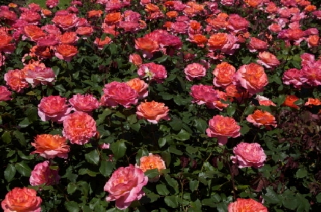 Isparta, Turkey - Roses