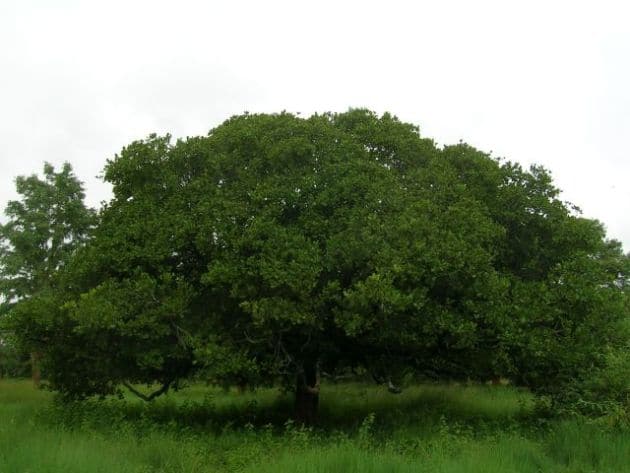 A cashew tree