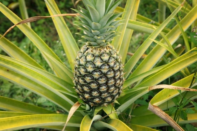 A ripe pineapple