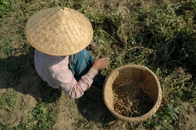 A woman collecting peanuts