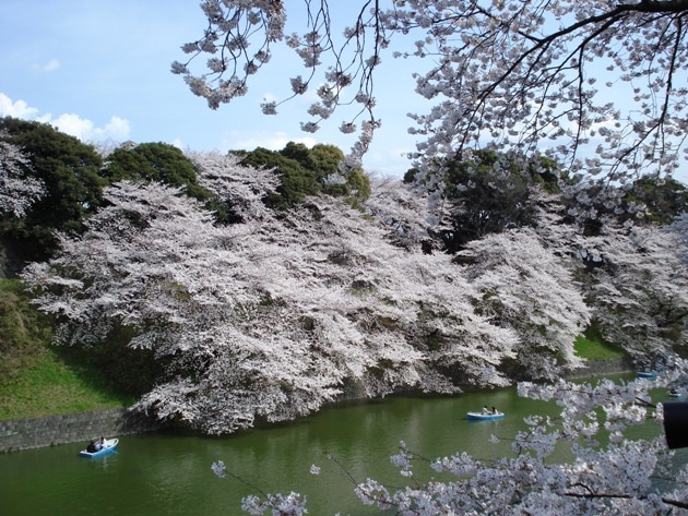 Eastern Asia | Cherry blossom
