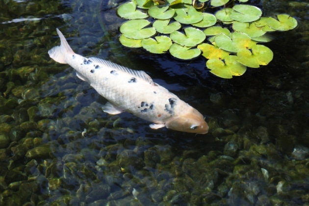 White carp in the pool at Wat Rong Khun White carp in the pool at Wat Rong Khun