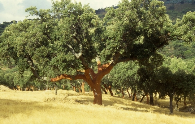 Quercus suber Quercus suber