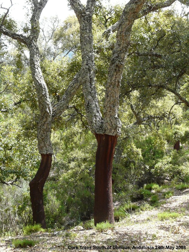 Stripped cork oak trees
