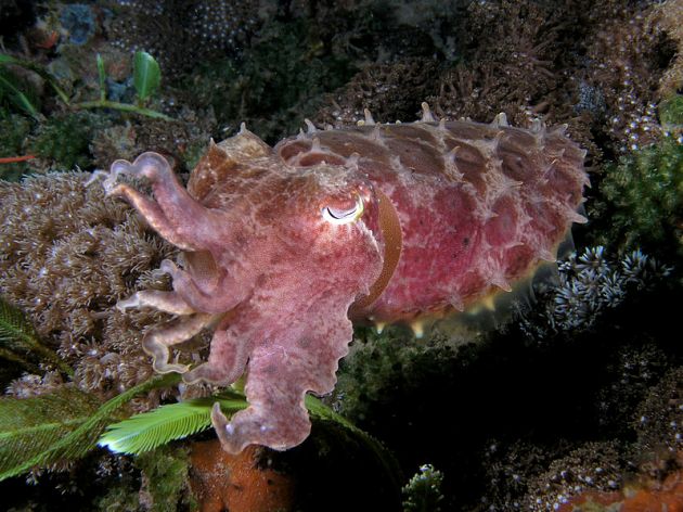 Broadclub cuttlefish Broadclub cuttlefish