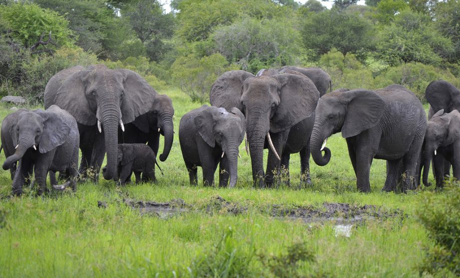 Herd of elephants