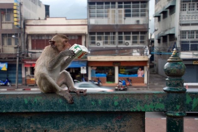 A monkey playing with a drink carton