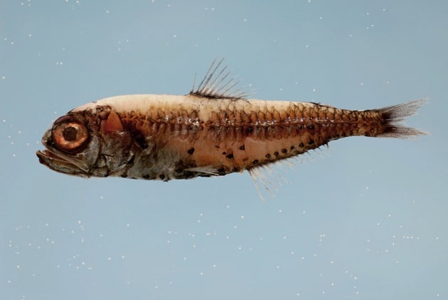 Bluntsnout lanternfish Bluntsnout lanternfish