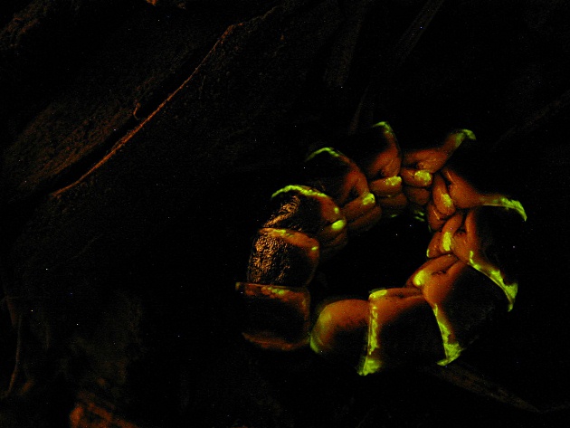 Curled-up glowworm Curled-up glowworm