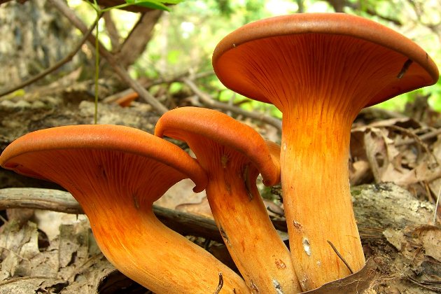 Close-up of some jack-o-lantern-mushrooms
