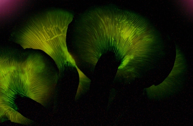 Luminous jack-o'-lantern mushrooms