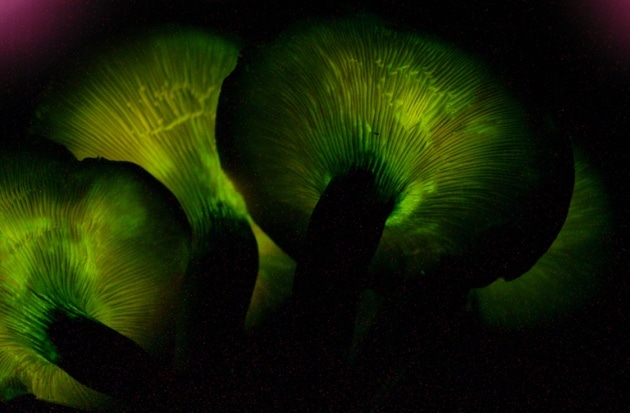 Luminous jack-o'-lantern mushrooms Luminous jack-o'-lantern mushrooms
