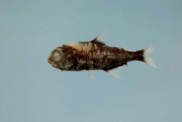 Wisner's lanternfish