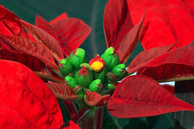 Close-up of a poinsettia Close-up of a poinsettia