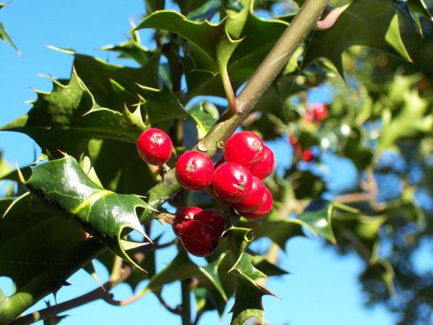 Holly Holly
