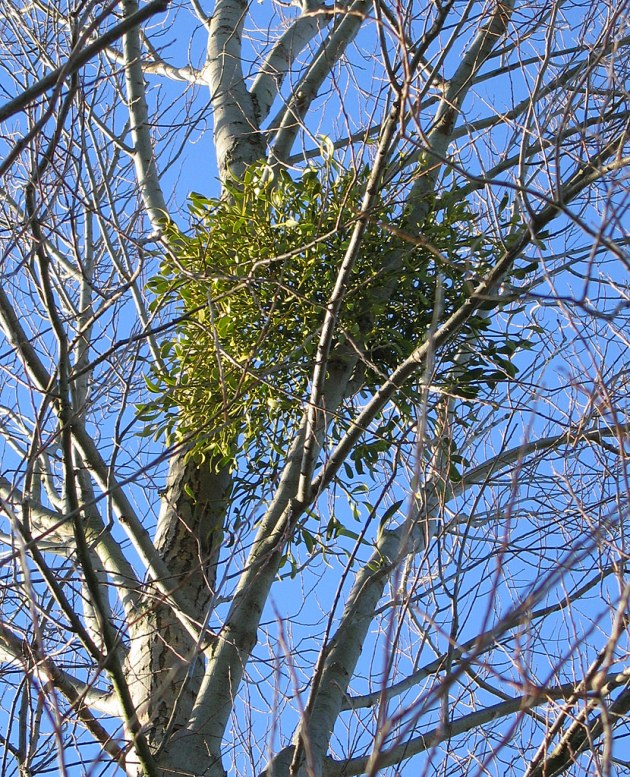 Mistletoe attached to a silver birch tree