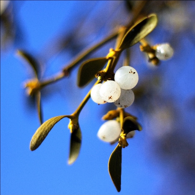 Mistletoe berries Mistletoe berries