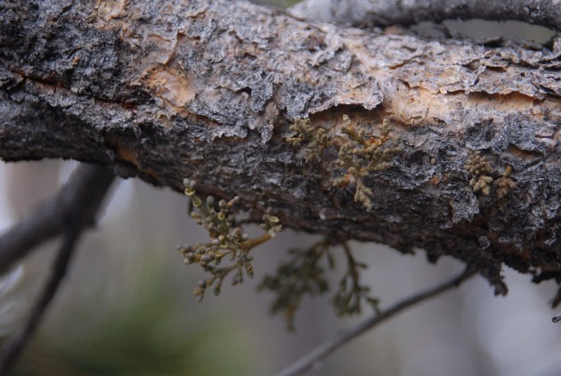 Mistletoe growing on a tree branch
