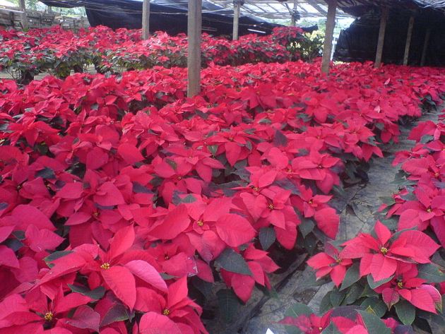 Poinsettia farm Poinsettia farm