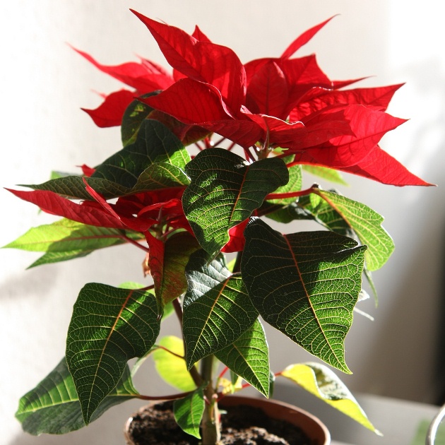 Potted poinsettia