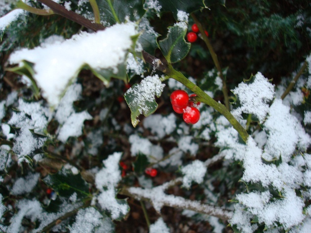 Snow-covered holly