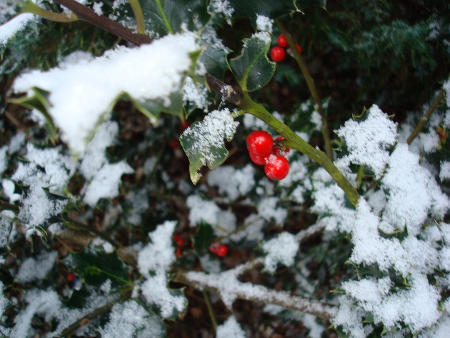 Snow-covered holly Snow-covered holly