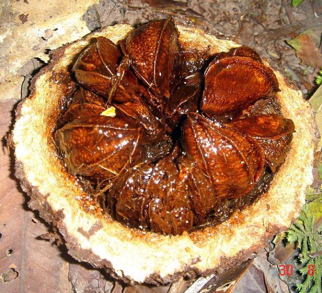Brazil nut fruit