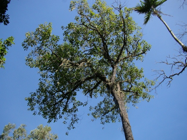 Brazil nut tree