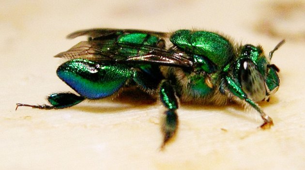 Euglossini, otherwise known as an orchid bee