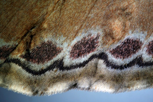 Close-up of the atlas moth's wing pattern