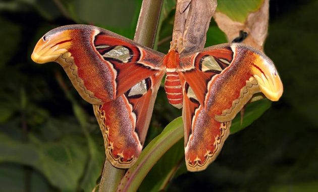 A fully-grown atlas moth