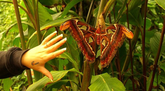 Atlas moth with a hand