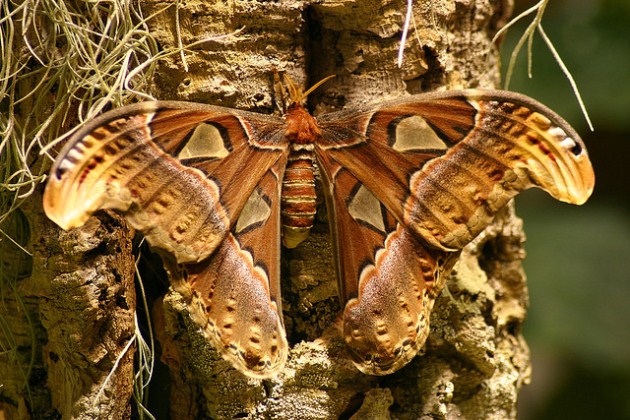 An atlas moth on a tree