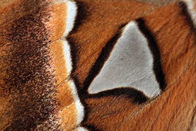 Atlas moth's wing pattern