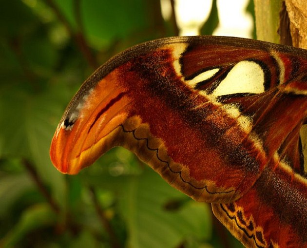 Atlas moth's wing tip