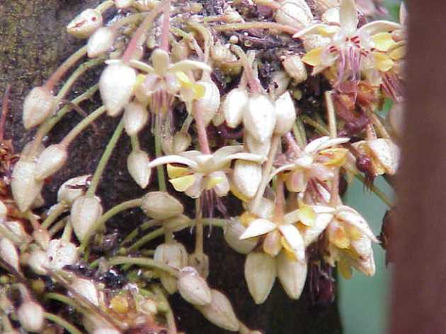 Cacao flowers