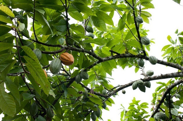 Cacao fruits growing on a branch