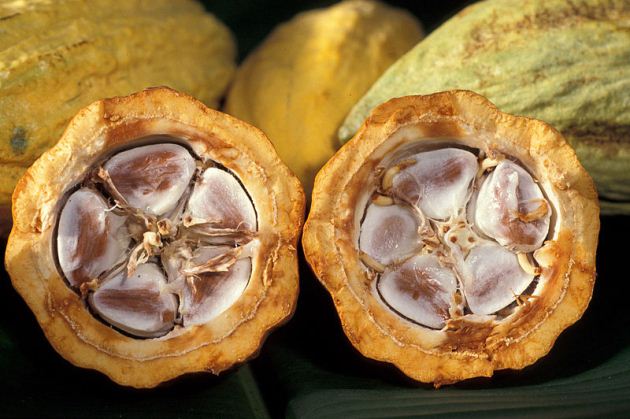 Open cacao pods