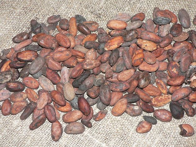 Cocoa beans before roasting
