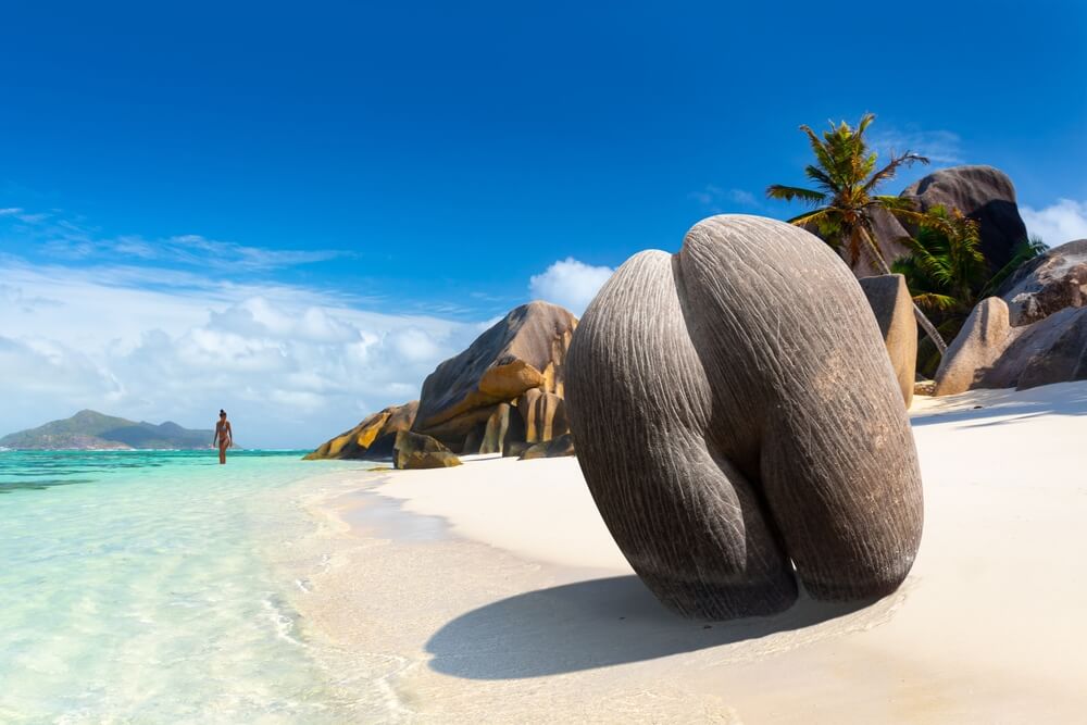 Coco de on sale mer palm tree