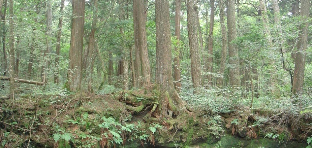 Aokigahara: Japan’s suicide forest