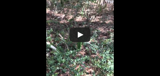 Bizarre dancing plant that seems to sway on its own
