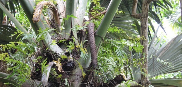 Coco de mer: Is this the world’s strangest palm tree?
