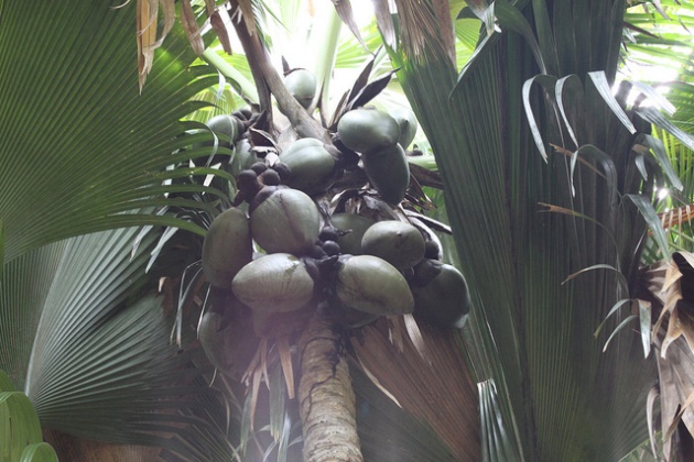 Fruit growing on the coco de mer palm