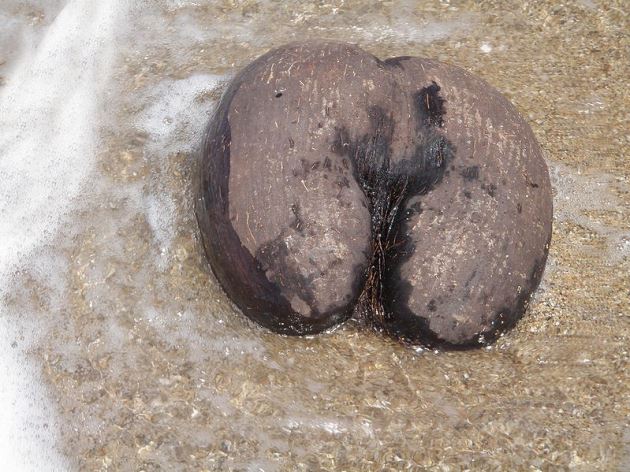 A coco de mer nut in the surf