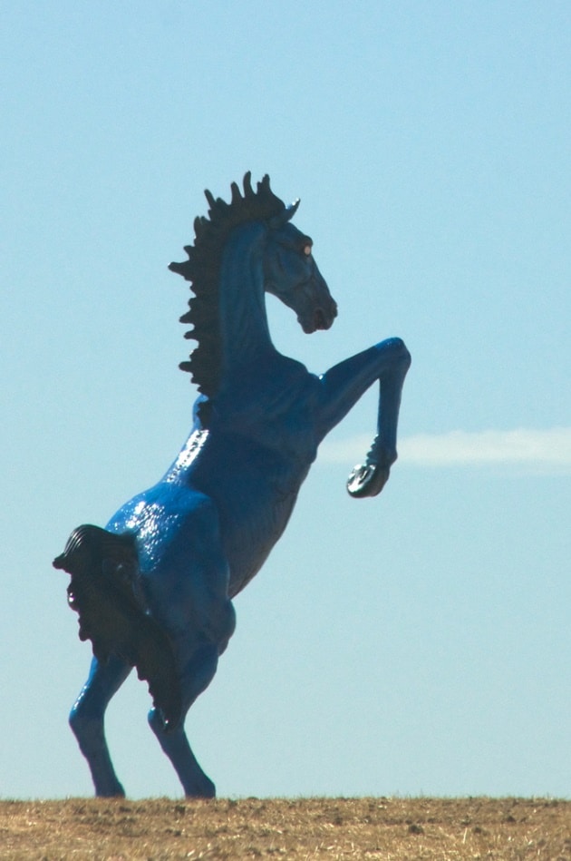 Blue horse close up
