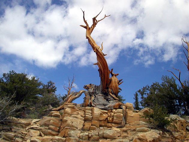 Bristlecone pine
