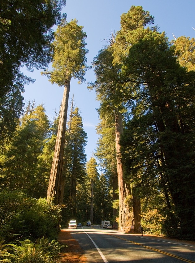 Coast redwoods
